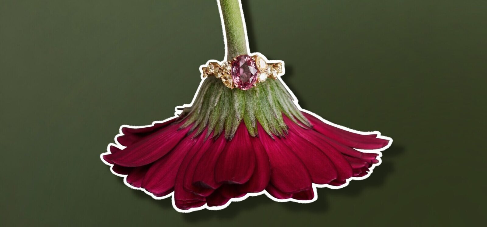 Collection ella banner