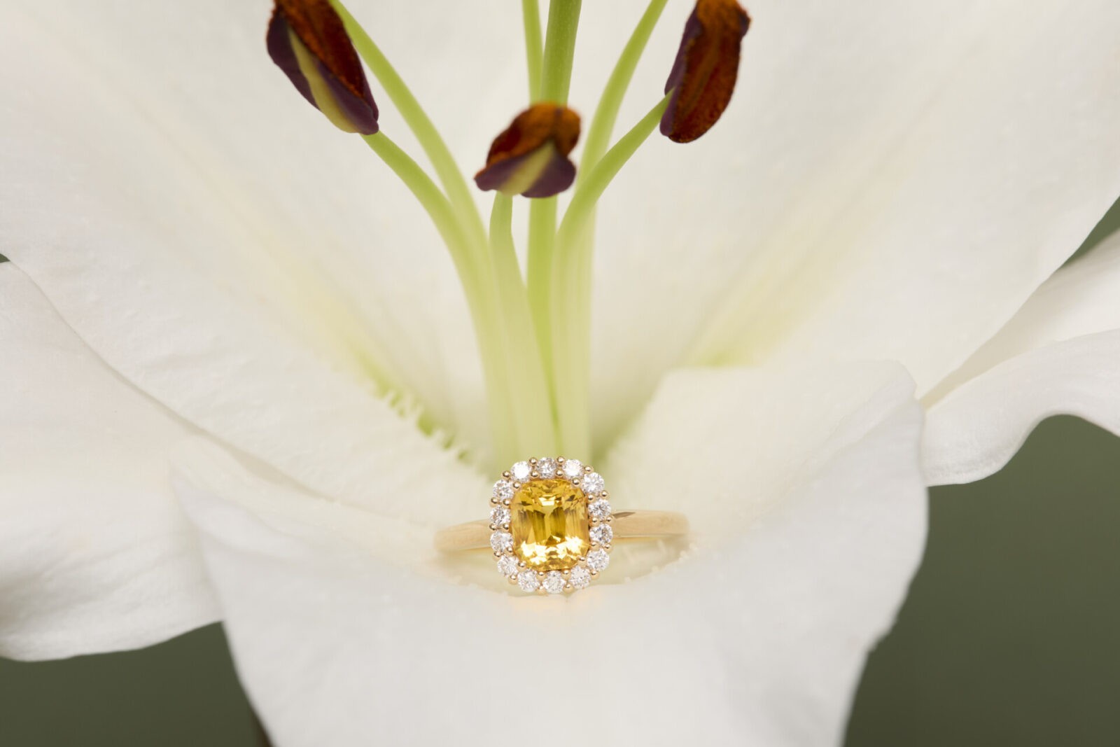 Collection ella banner